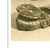 D&eacute;tail d'une r&acirc;pe en buis incrust&eacute;e d'ivoire. Repr�sentation d'une tarasque. Origine inconnue, XVIIIe si&egrave;cle. Collections de la Seita, J 1296.